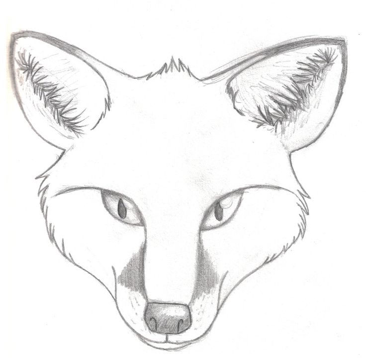 736x730 Drawn Fox Fox Sketch