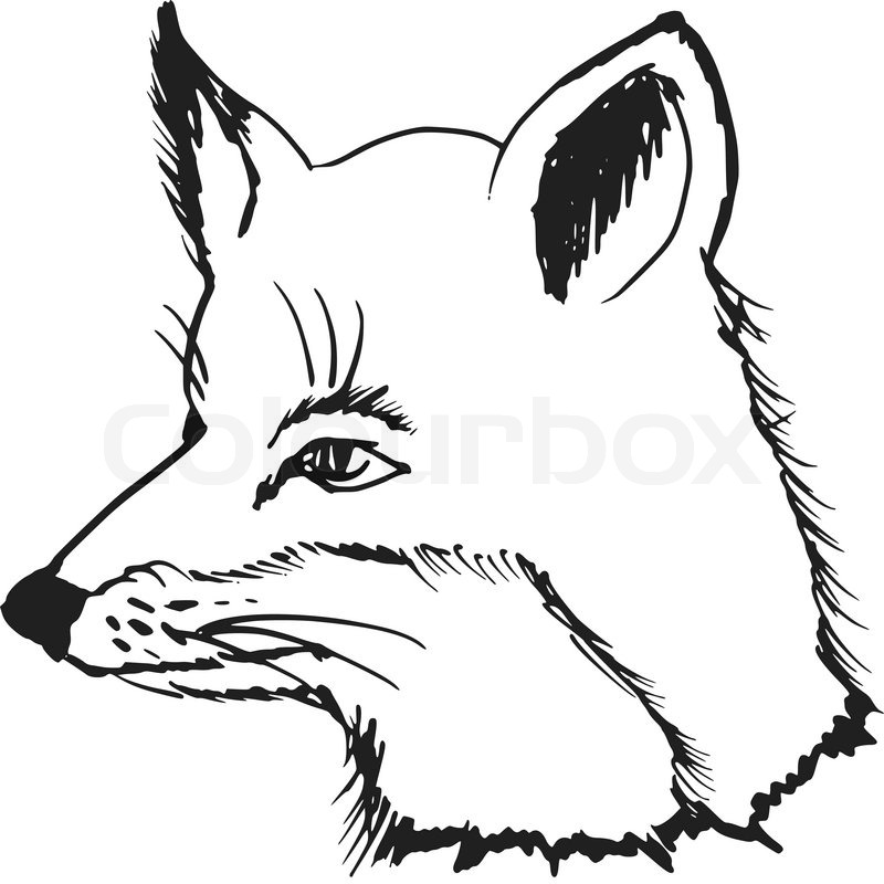 800x800 Hand Drawn, Sketch, Cartoon Illustration Of Fox Stock Vector