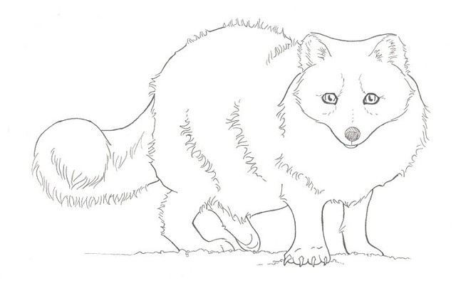 640x398 Arctic Fox Clipart Cute