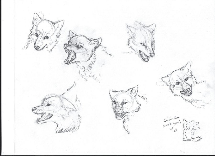 900x654 Fox Head Sketches By Headofmanycolors