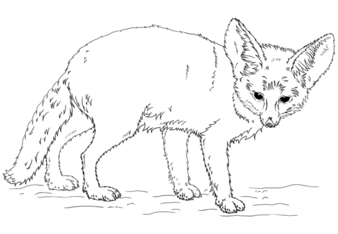 480x333 Fennec Fox Coloring Page Free Printable Coloring Pages
