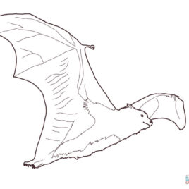 268x268 Flying Fox Coloring Page Kids Drawing And Coloring Pages