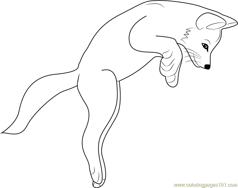 800x632 Fox Coloring Pages
