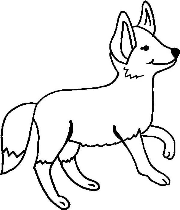 600x700 Desert Fox Walking Coloring Pages