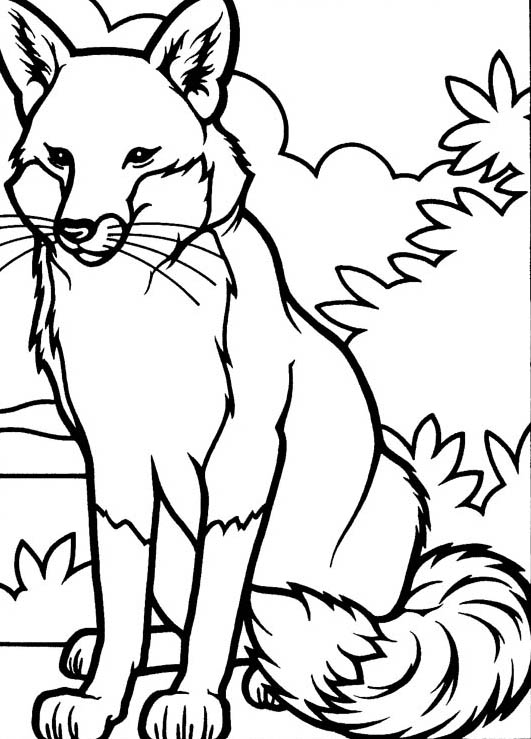531x739 Drawing Fox Coloring Pages Bulk Color