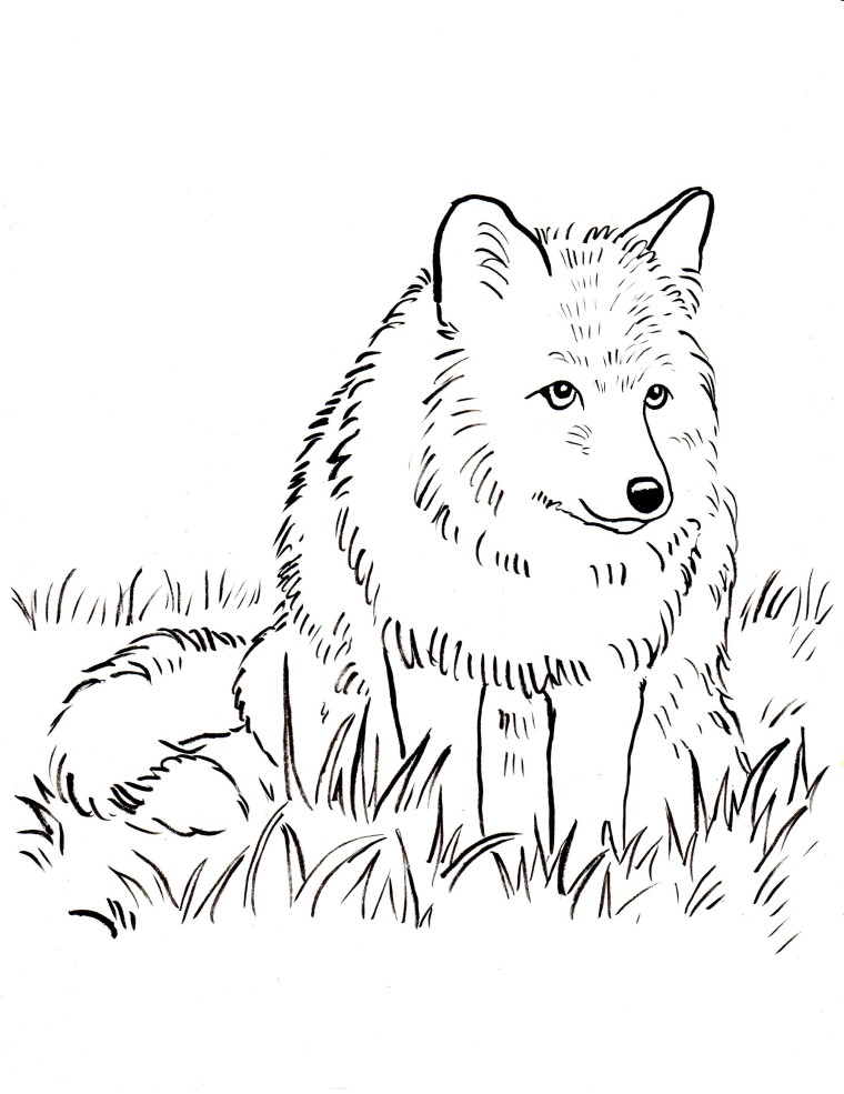 760x985 Fox Coloring Page
