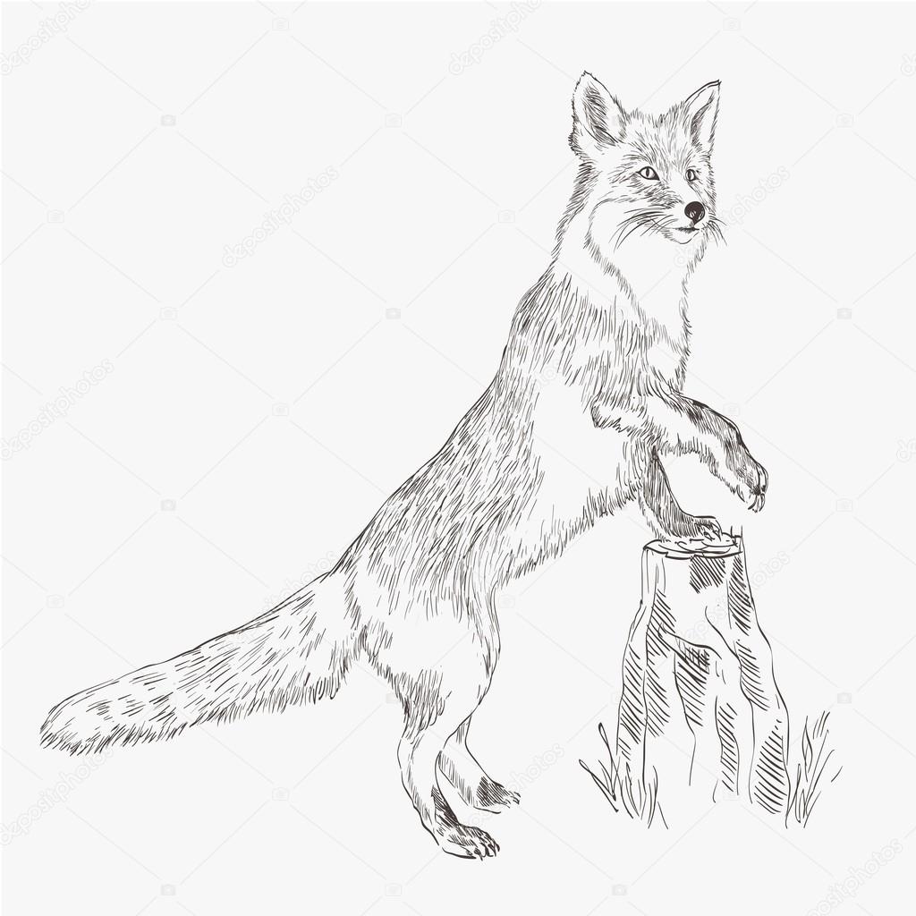 1024x1024 Fox. Vector Sketch Stock Vector Lapuma