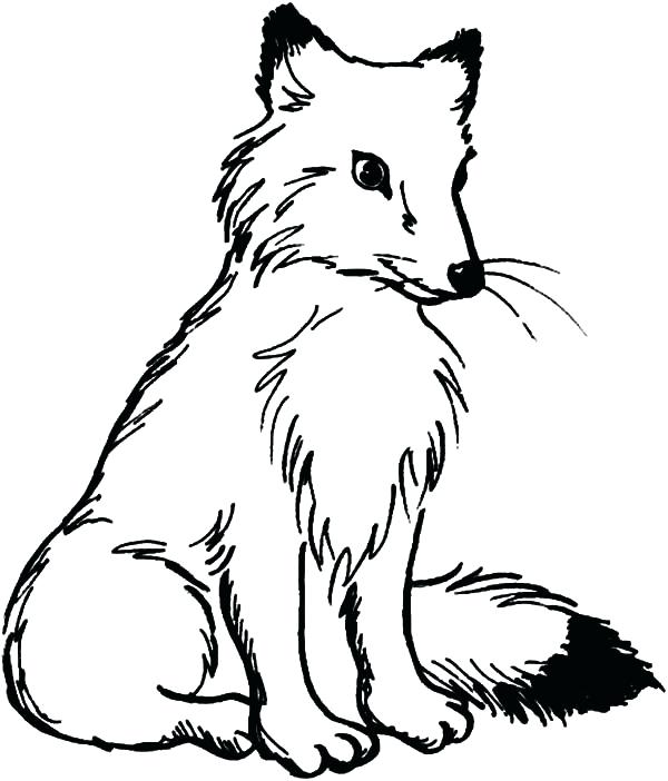 600x702 Red Fox Coloring Pages Fox Coloring Sheets Fox Coloring Pages Free