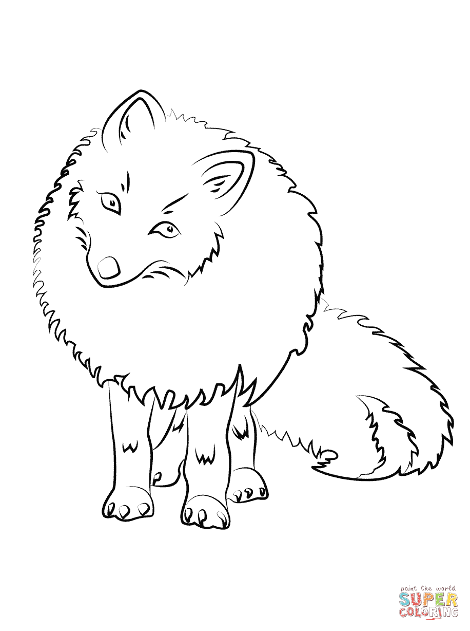 916x1228 Arctic Fox Clipart Line Drawing