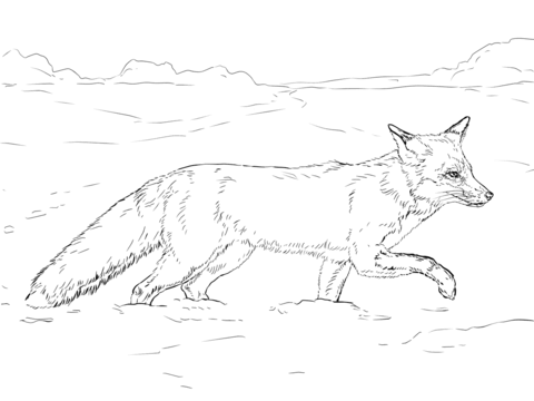 480x360 Red Fox Walking On Snow Coloring Page Free Printable Coloring Pages