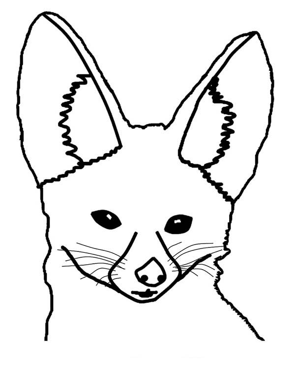 600x752 Drawing Desert Fox Head Coloring Pages