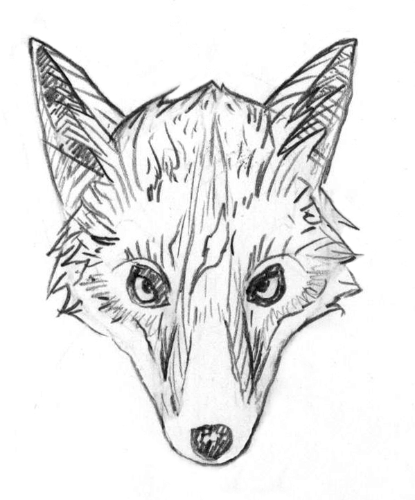 599x722 Fox Head Sketch