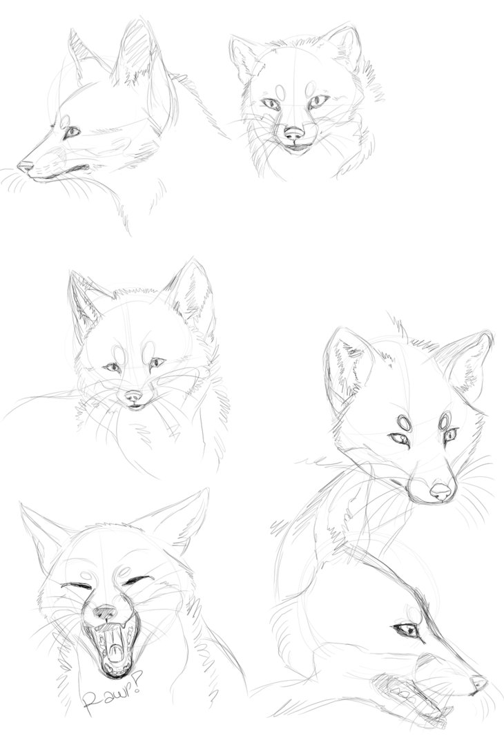 730x1095 Red Fox Head Practice By Neko Longtail