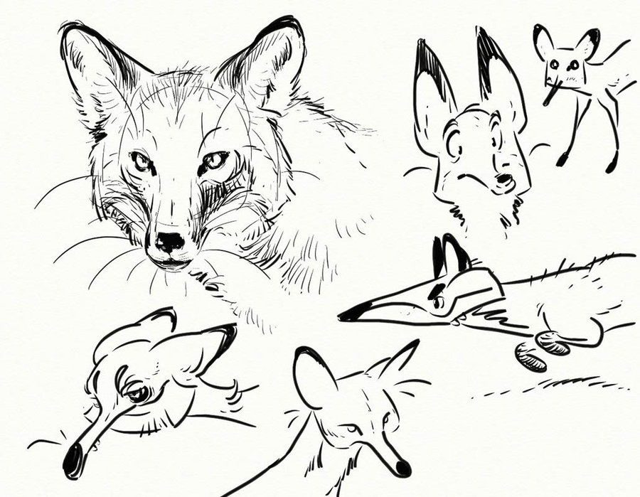 Fox Head Drawing at GetDrawings | Free download
