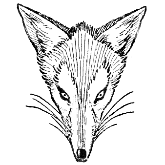 338x338 How To Draw Foxes Heads Easy Step By Step Drawing Tutorial