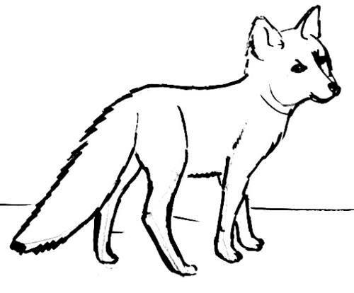 500x414 Baby Fox Drawing 064