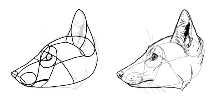 700x324 How To Draw A Fox Step By Step