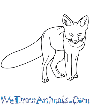 300x350 How To Draw A Kit Fox