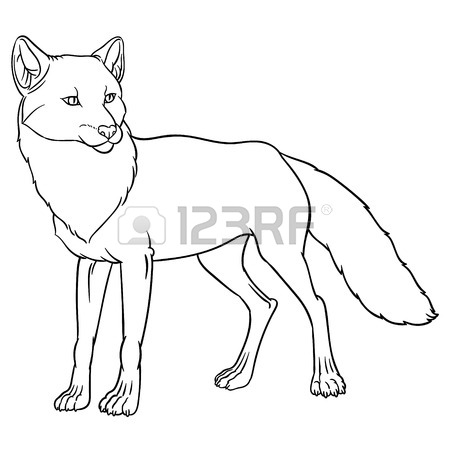 450x450 Naturalistic Illustration Of Fox