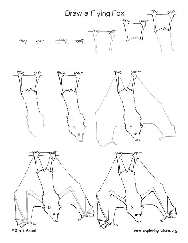 612x792 Bat (Flying Fox) Drawing Lesson