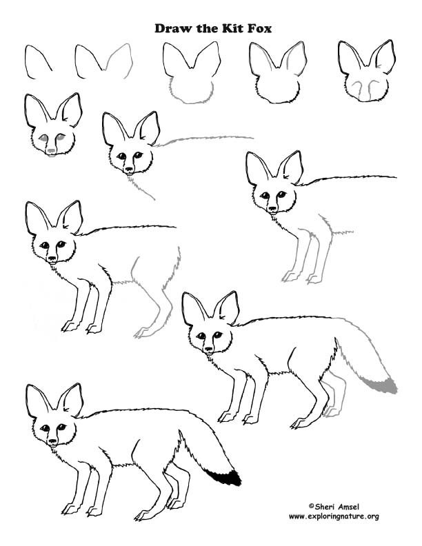 612x792 Fox (Kit) Drawing Lesson