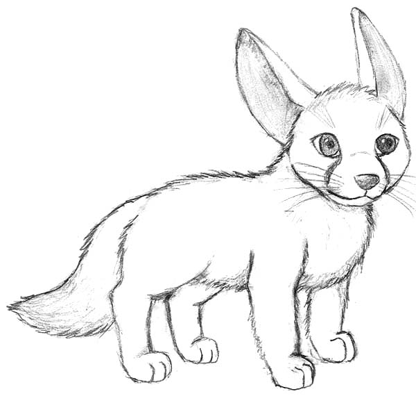 600x570 Drawn Fox Desert Fox