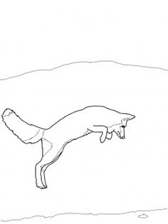 236x315 Arctic Fox Clipart Line Drawing