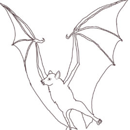 268x268 Flying Fox Coloring Page Kids Drawing And Coloring Pages