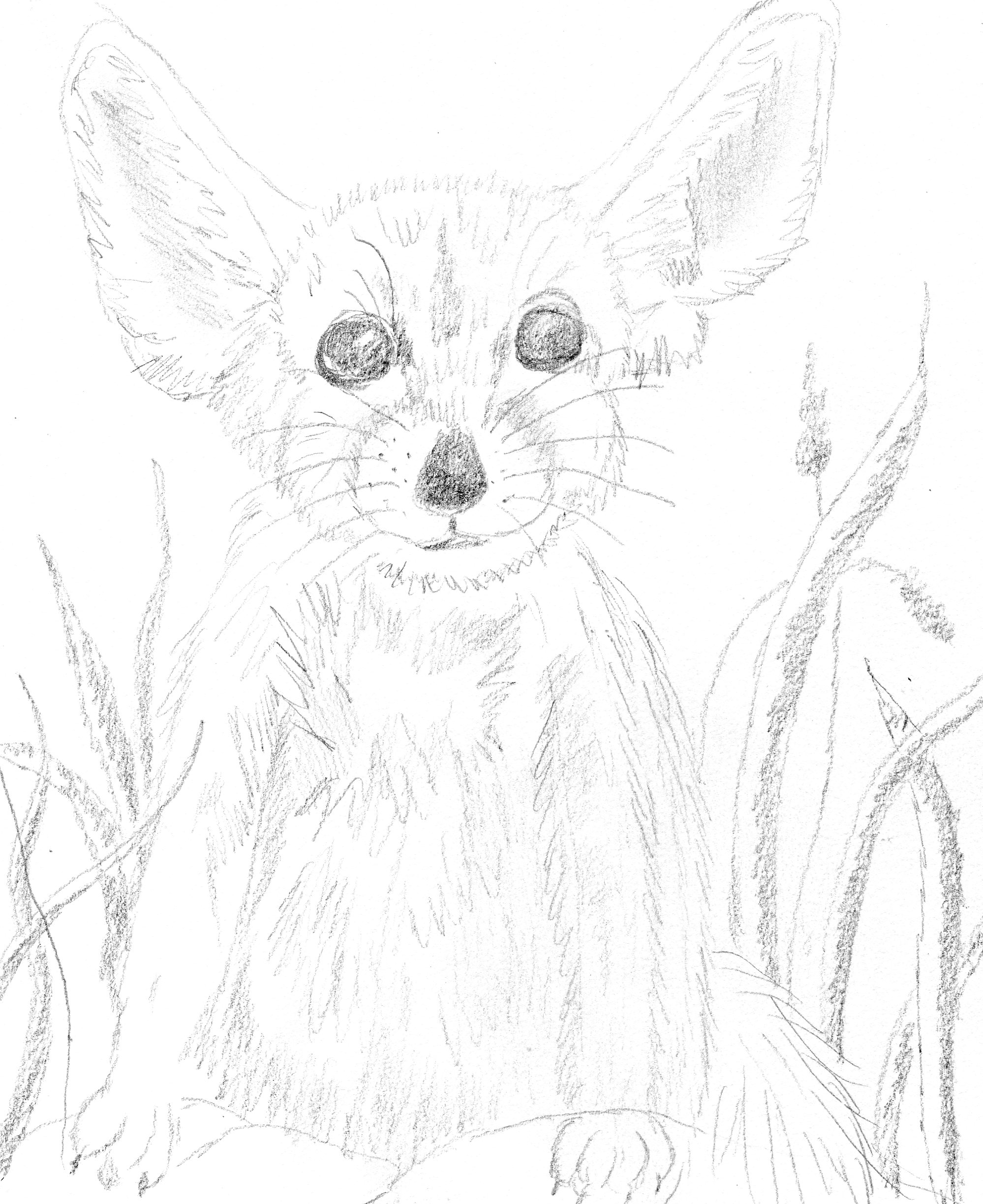 1998x2447 Fennec Fox My Original Art Work