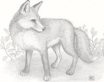 340x270 Fox Drawing. An Original Pencil Drawing Of A Fox By Brighton