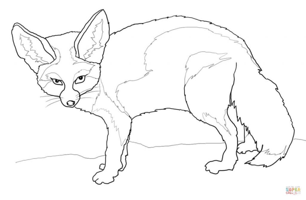 1024x669 Fennec Fox For Coloring Page