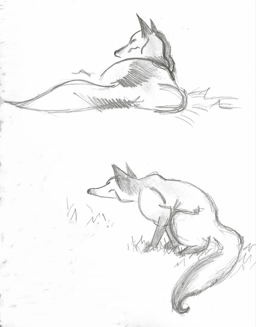 900x1146 Fox Sketch By Ka Panda