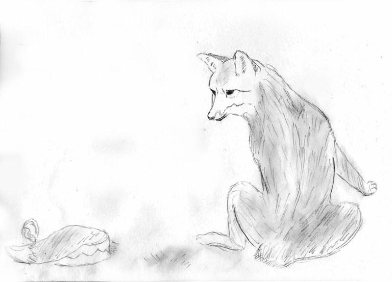 800x575 The Fox Who Lost His Tail By Silversanta