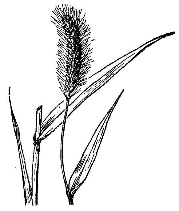 582x683 Bristly Foxtail