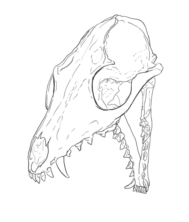 623x729 Fox Skull Tattoo Sketch By Jeevani