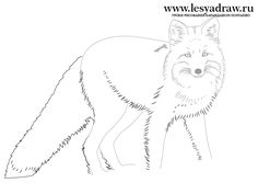 236x177 Draw A Fox Outlines, Foxes And Drawings