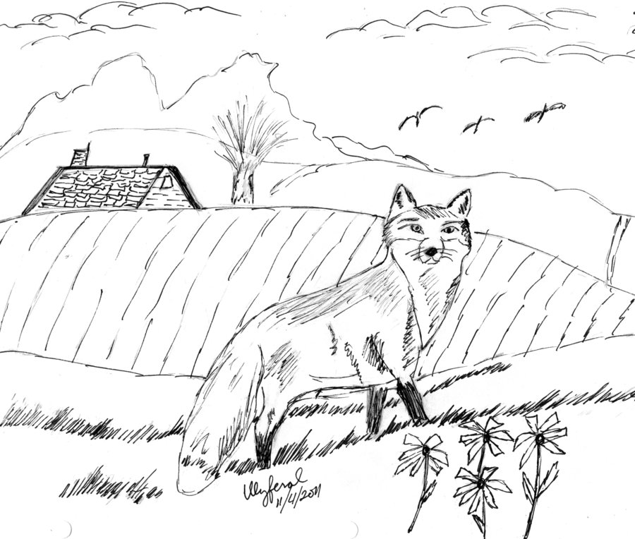 900x764 Red Fox Sketch By Ulyferal