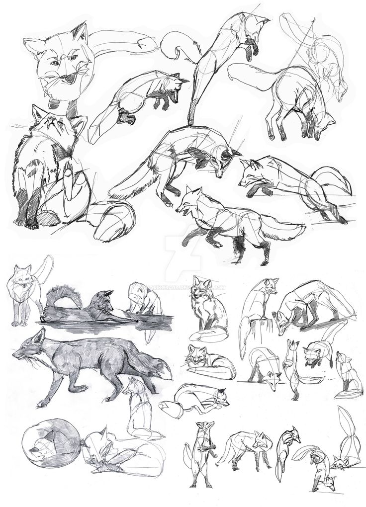 Foxes Drawing at GetDrawings | Free download