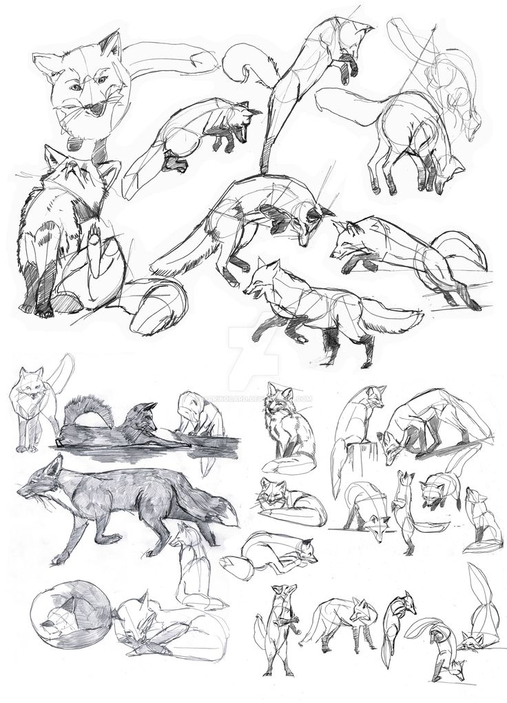 736x1020 93 Best Renard Images On Foxes, Animal Drawings And Fox