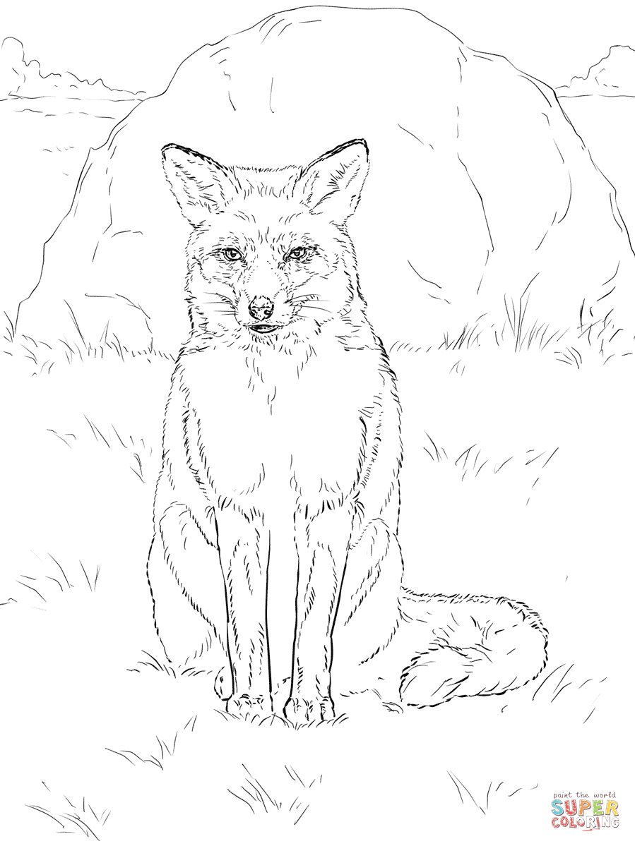 899x1199 Sitting Red Fox Coloring Page Free Printable Coloring Pages