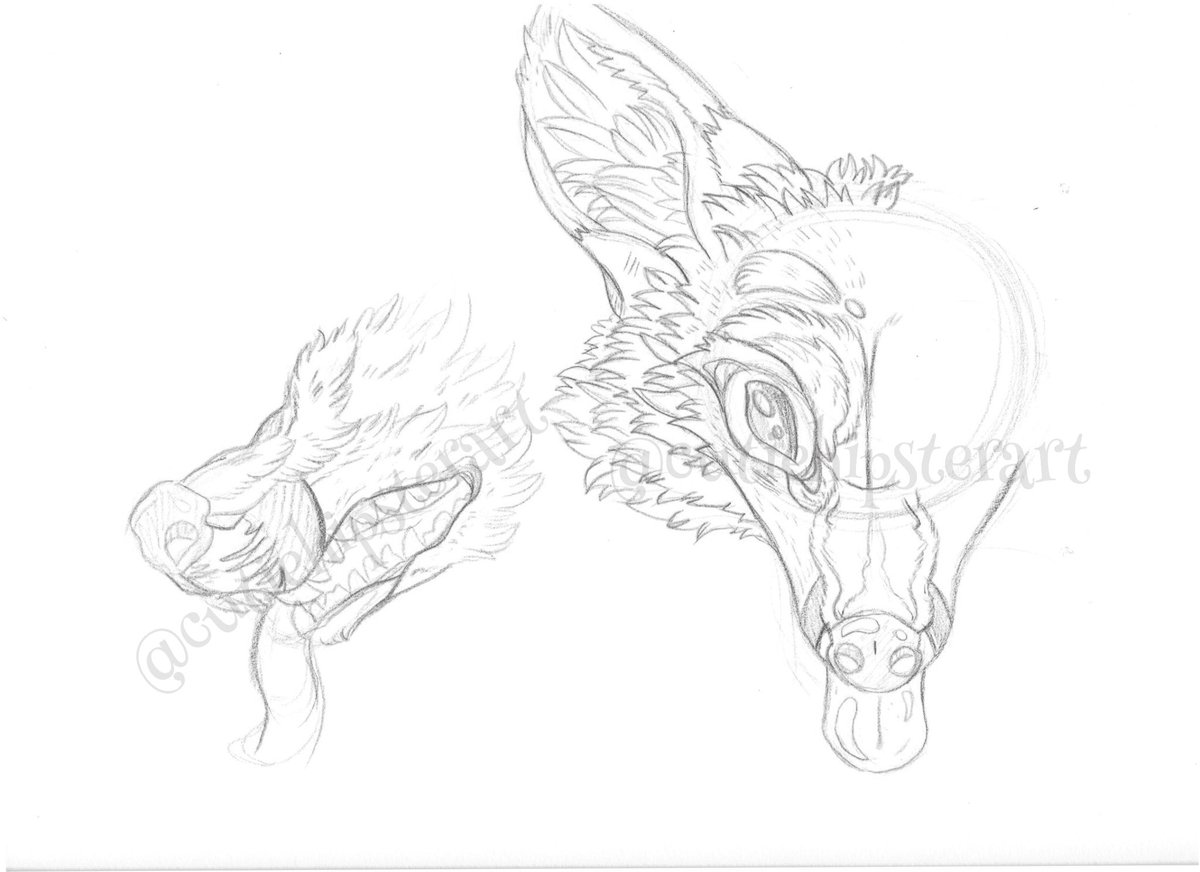 1200x872 Amaranthia On Twitter Fox Study