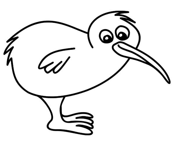 600x504 Drawing Baby Kiwi Bird Coloring Pages