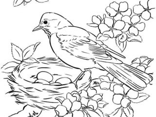320x240 Free Coloring Pages Birds Great Free Coloring Pages Birds 88 About