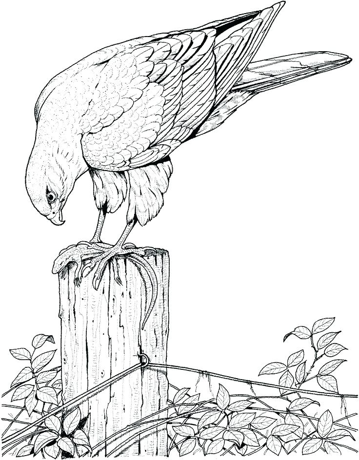 736x944 Free Coloring Pages Of Birds Trend Bird Coloring Pages For Adults