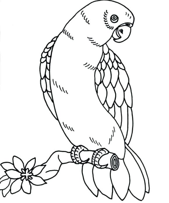 580x698 Free Printable Bird Coloring Pages Medium Size Of Birds Drawing