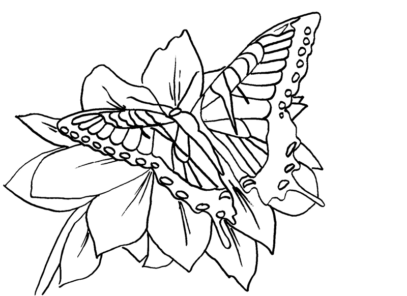 800x582 Large Selection Of Free Butterfly Coloring Pages