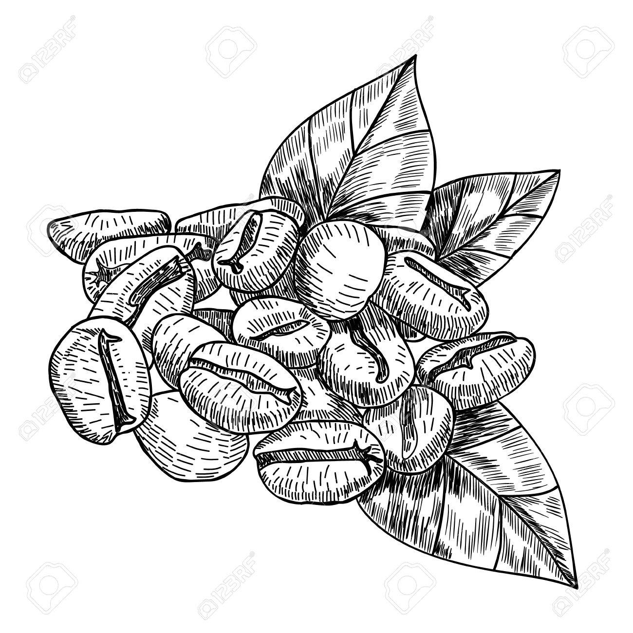 1300x1300 Painted Coffee Beans, Sketch, Vector Drawing, Perfect Ingredient