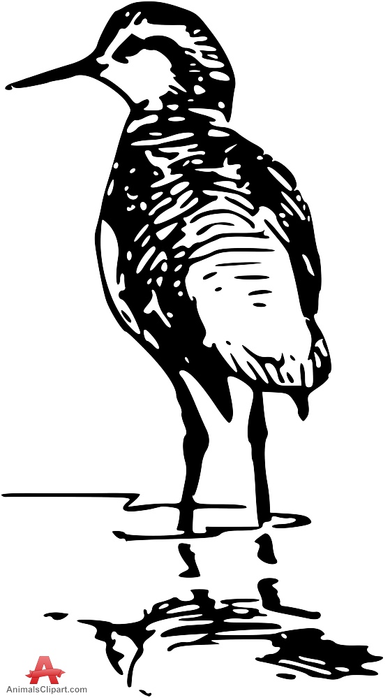 559x999 Clipart Drawing Of Phalarope Bird Free Clipart Design Download