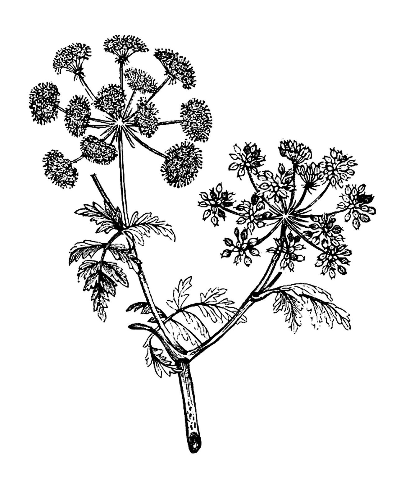 1304x1600 Digital Stamp Design Free Flower Digital Stamp Vintage