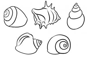 302x202 How To Draw Shells Step 5 Awesome Art Lessons